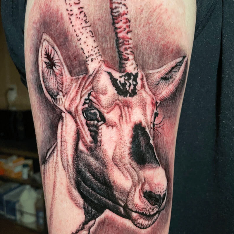 Black and gray tattoo antelope